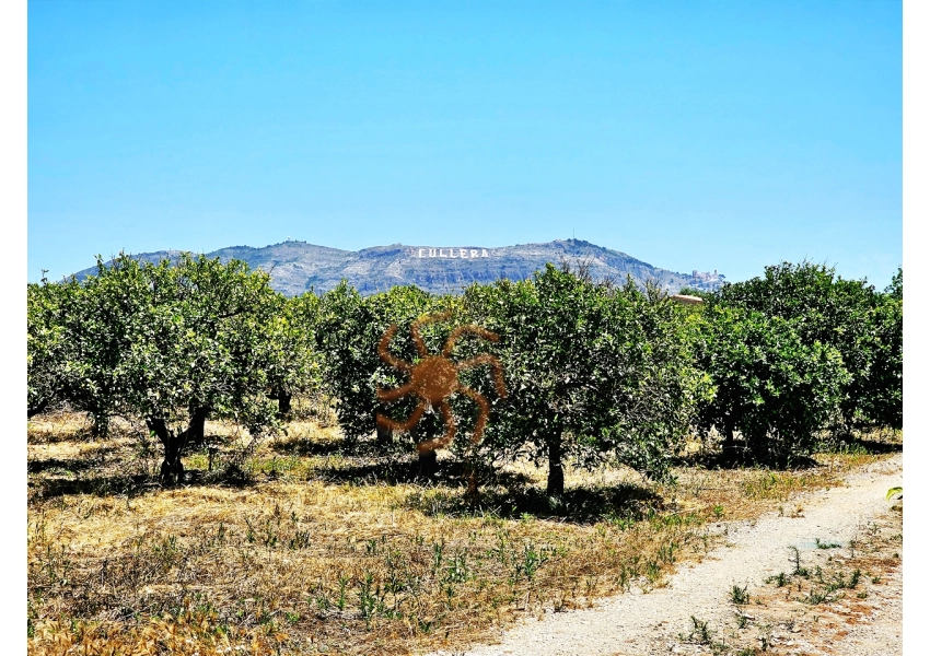 Sad pomarańczowy  Cullera, Walencja